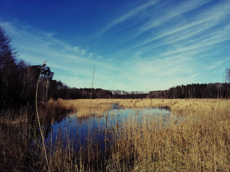 Jezioro Wielkie – rezerwat przyrody